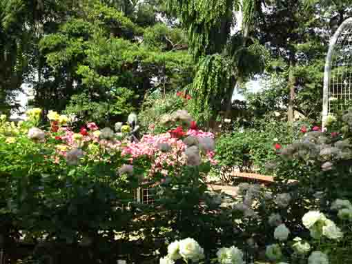 須和田公園の銅像とバラ