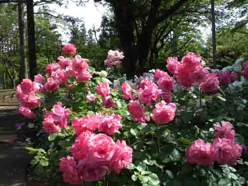 須和田公園のピンクのバラ