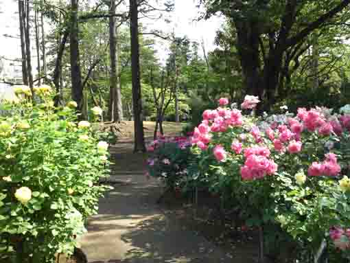 須和田公園木立とバラ園