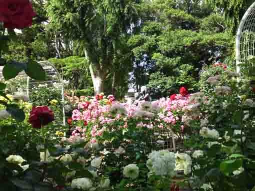 須和田公園の美しいバラ