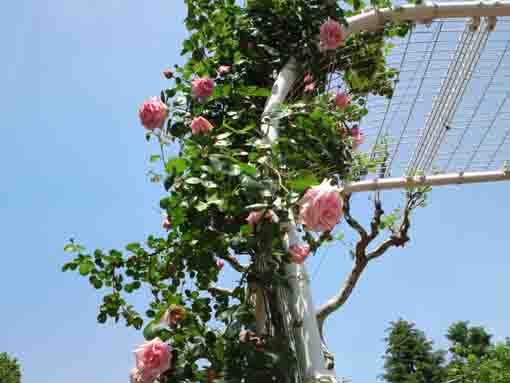 roses in the blue sky