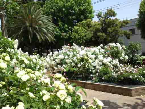 yellow and white roses in Ukita Higashi Koen