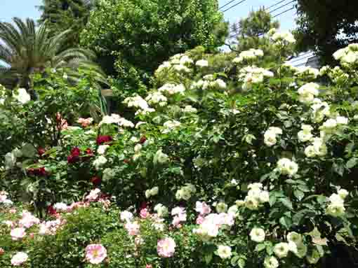 red and white roses in Ukita Higashi Koen