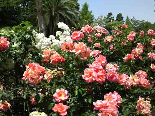 roses blooming under the sky