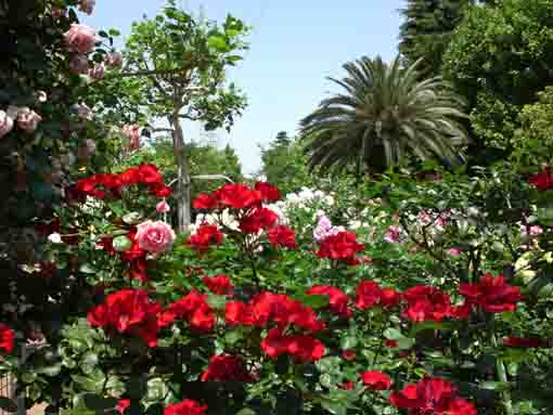 colorful roses blooming in Ukita Higashi Koen