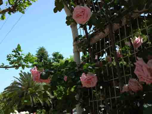 pink roses on the arch in Ukita Hikashi Koen