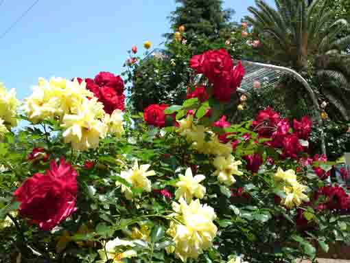宇喜田公園の赤と黄色のバラ