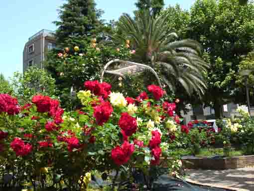 violet and yellow roses in Ukita Higashi Koen