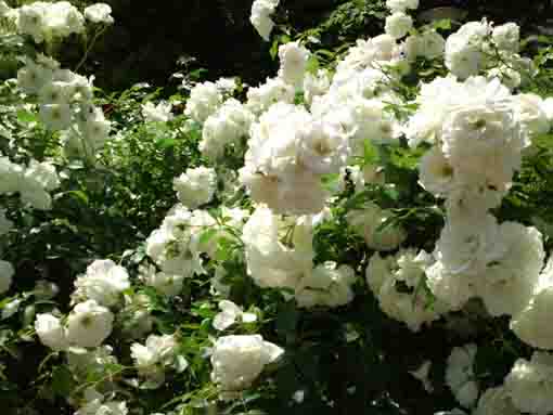 白薔薇の園