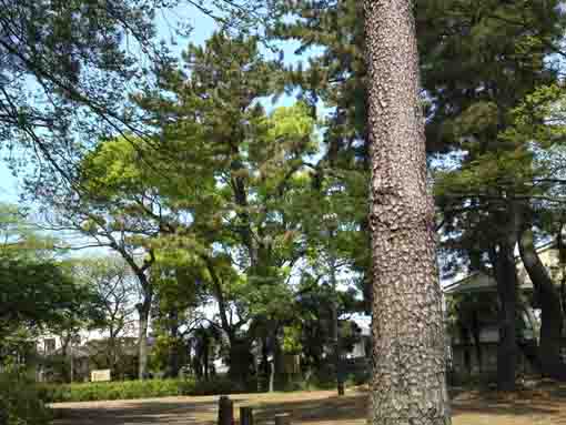 市川市平田特別緑地保全地区