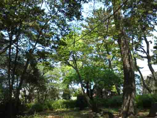 平田特別緑地保全地区の木々