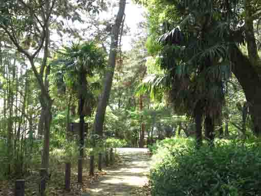 the forest in Hirata Green Zone