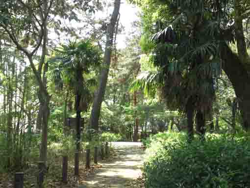 a path way in the Green Zone