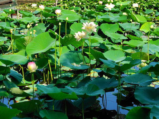 �ߘa�V�N�Ē��R�@�،o�������r�̘@�̉ԂP