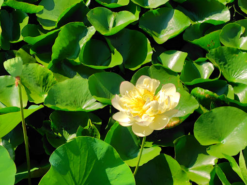 �ߘa�V�N�Ē��R�@�،o�������r�̘@�̉ԂQ