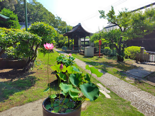 �ߘa�V�N�Ē��R�@�،o�������O�̘@�̉ԂP