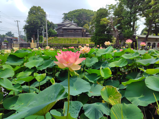 �ߘa�V�N�Ă̒��R�@�،o���̗����r