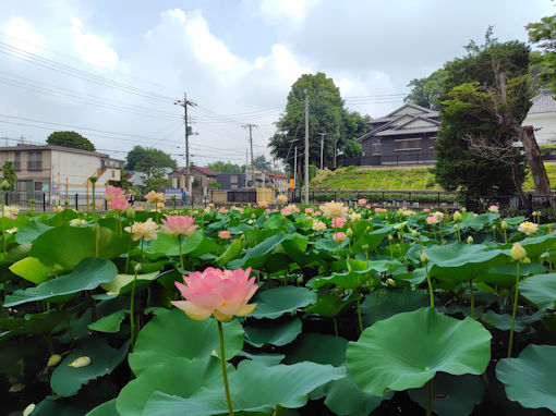 �ߘa�V�N�Ē��R�@�،o�������r�̘@�̉ԂR