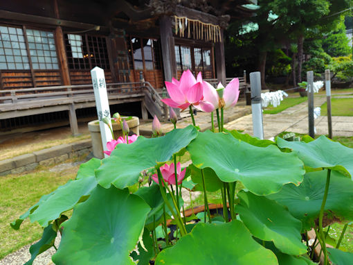 �ߘa�V�N�Ē��R�@�،o�������O�̘@�̉ԂQ