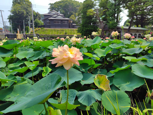 �ߘa�V�N�Ē��R�@�،o�������r�̘@�̉ԂS