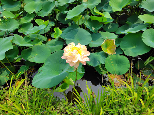 �ߘa�V�N�Ă̒��R�@�،o���̘@�̉�