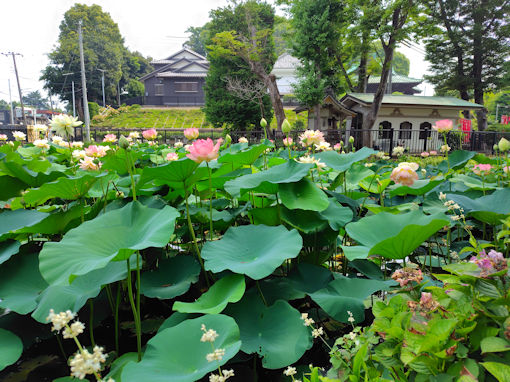 �ߘa�V�N�Ē��R�@�،o�������r�̘@�̉ԂT