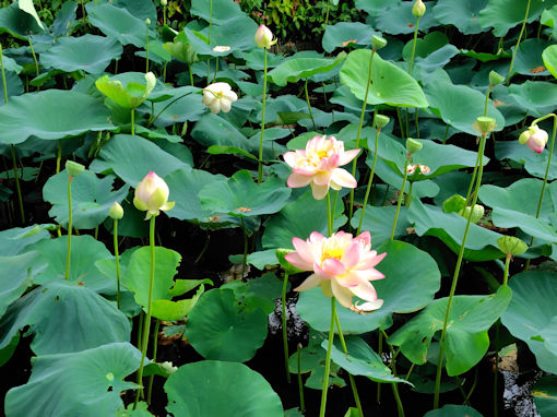 �ߘa�V�N�Ē��R�@�،o�������r�̘@�̉ԂU