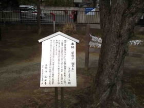 the introduction of Katsura Tree