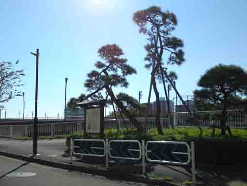 the pine trees at Sakasai no Watashi ato