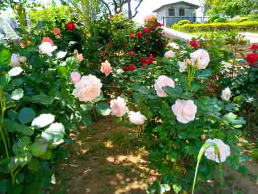 新左近川親水公園に咲くバラの花５