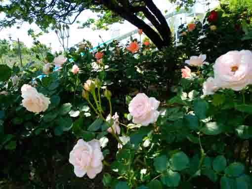 新左近川親水公園に咲くバラの花６