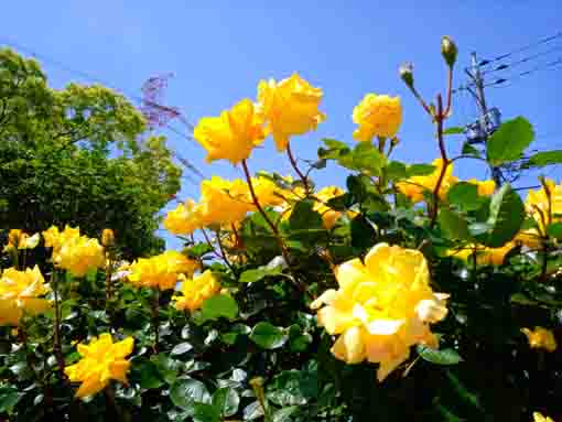 宇喜田公園グランド脇の八重桜の並木道