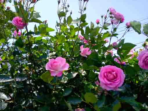 新左近川親水公園を彩るバラの花々6