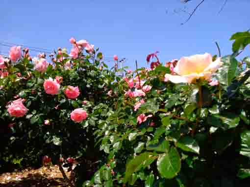 新左近川親水公園を彩るバラの花々7