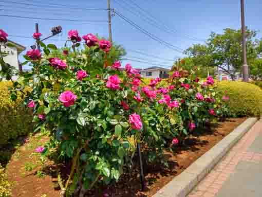 新左近川親水公園に咲くバラの花１