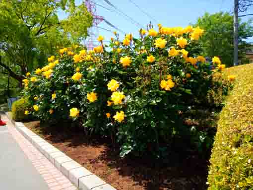 新左近川親水公園に咲くバラの花２