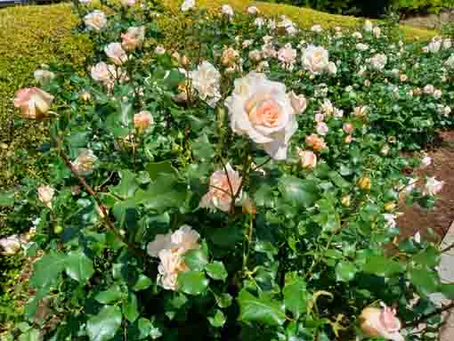 新左近川親水公園に咲くバラの花３