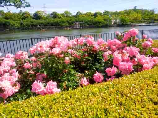 令和３年左近川緑地公園に咲くバラの花②
