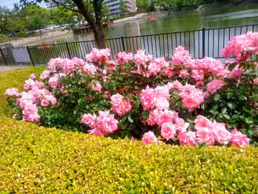 令和３年左近川緑地公園に咲くバラの花①