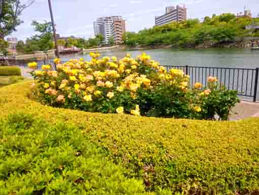 令和３年左近川緑地公園に咲くバラの花③