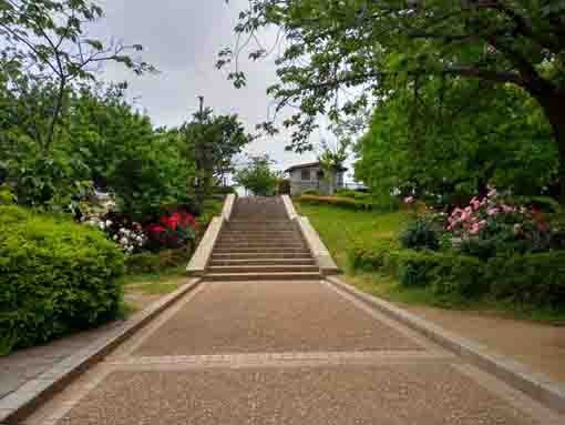 宇喜田公園グランド脇の八重桜の並木道