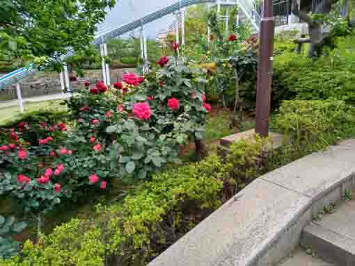 新左近川親水公園を彩るバラの花々3