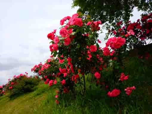 新左近川親水公園を彩るバラの花々4