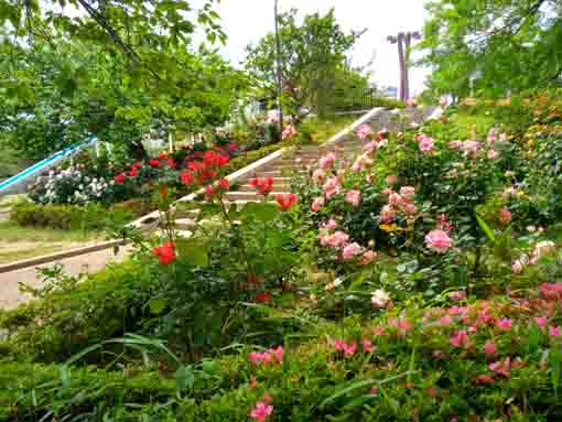 宇喜田公園グランド脇に咲く八重桜