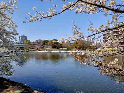 新左近川親水公園