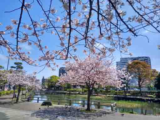 令和３年桜に彩られた新左近川親水公園�@
