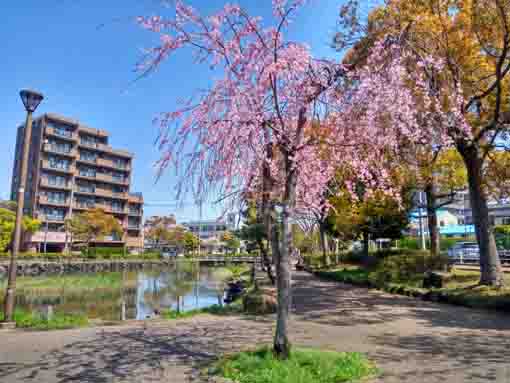 令和３年桜に彩られた新左近川親水公園�A