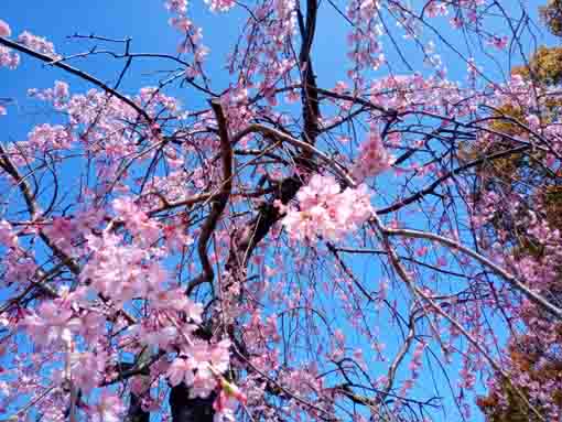 令和３年桜に彩られた新左近川親水公園�B