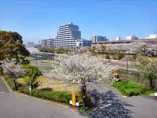 新左近川親水公園に咲く桜の花々２