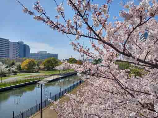 新左近川親水公園に咲く桜の花々１